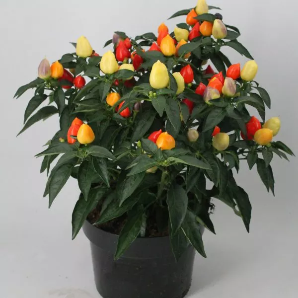 Капсикум перец. Декоративный перец клоун. Перец сладкий декоративный. Перец декоративный комнатный алладин. Капсикум перец.