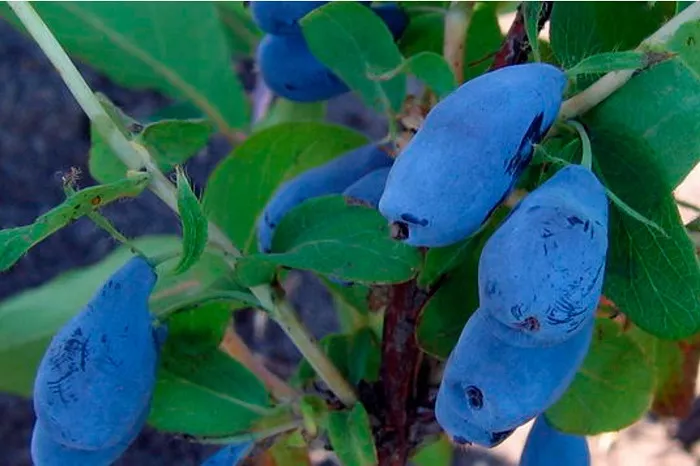 Жимолость съедобная Голубой Десерт v2 Tim 