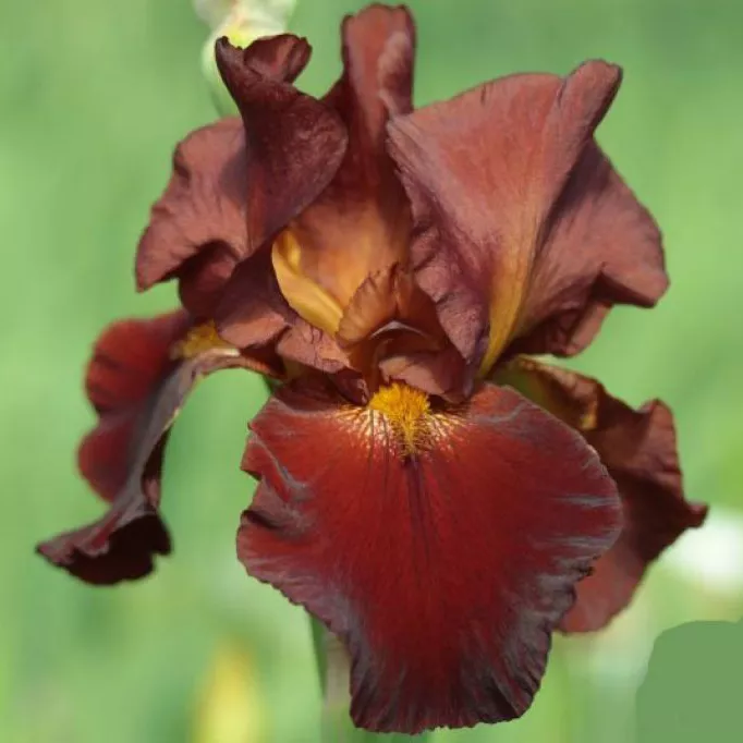 Корневище Ирис Султанс Пэлэс, 1шт/уп 