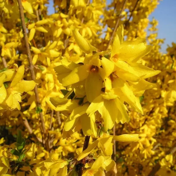 Форзиция промежуточная Линвуд v5 Lav 