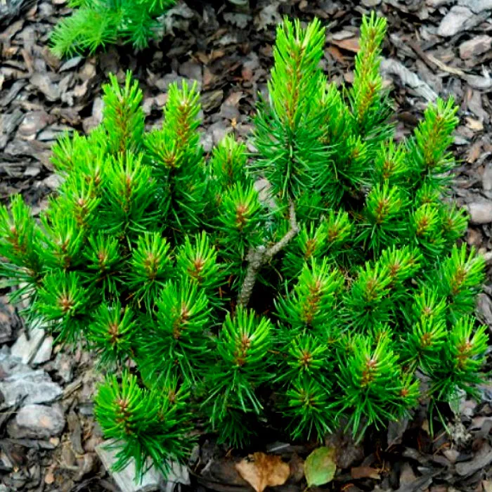 Растение сосна банкса Стиавница с2-3 2-летка Yos 