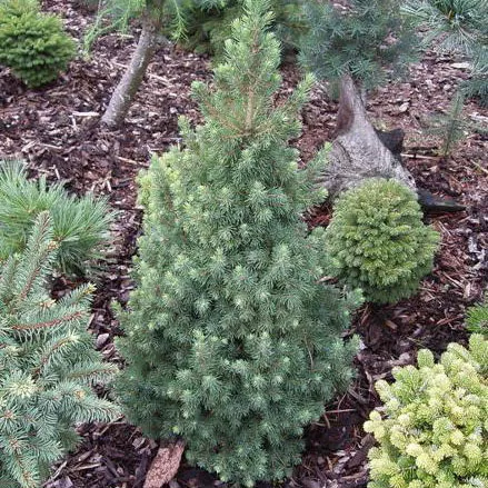 Ель канадская "Бисенталер Фрюлинг" 20-25 см. С2,5 