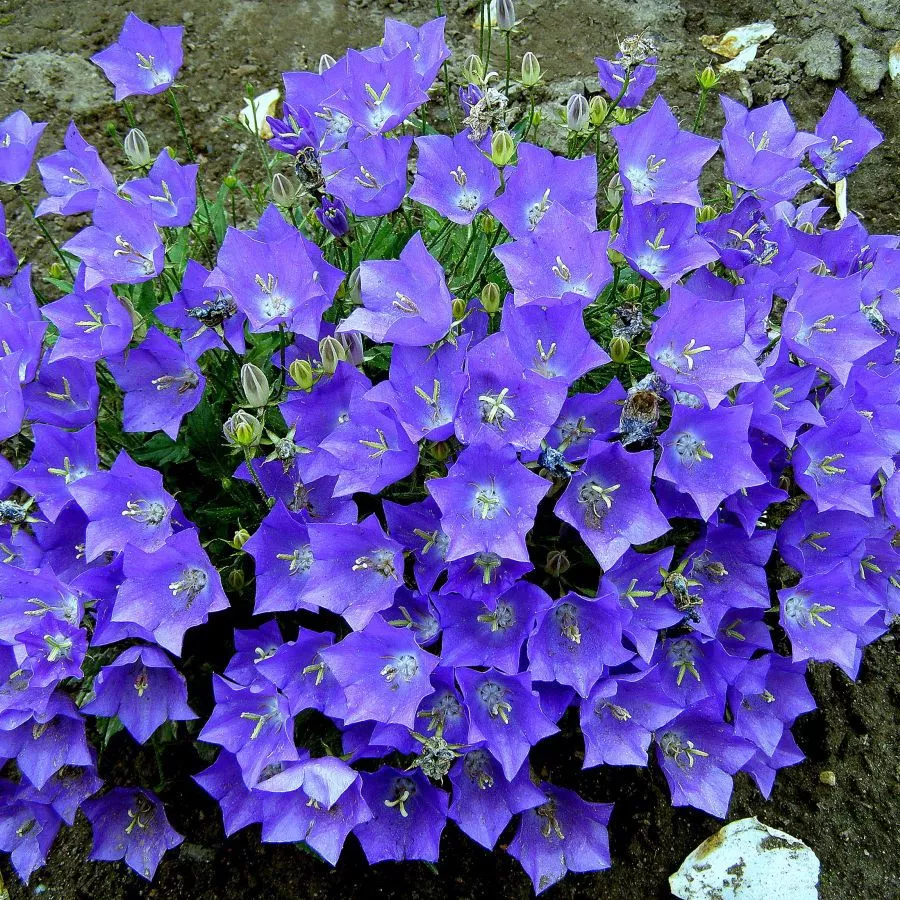 Колокольчик v3 Push 