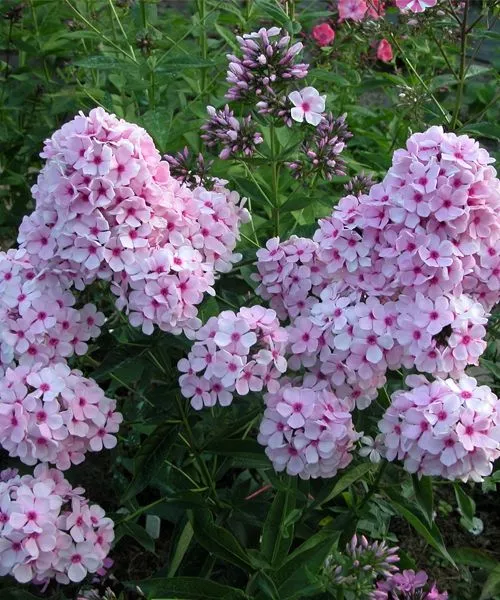 Флокс метельчатый "Бисер" d19 ЕТК 