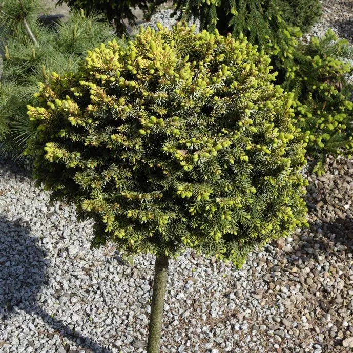 Растение ель сербская Каменз 20-30 ST 