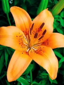 Луковица НВМ Лилия Азиатская Салмон Классик 10/12 2шт 