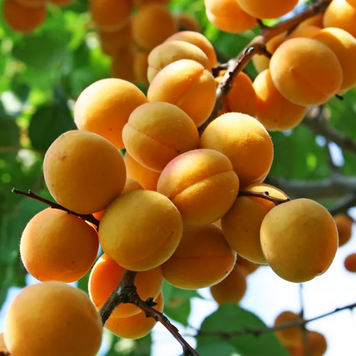 Абрикос Новоспасский v5-10 Tim 