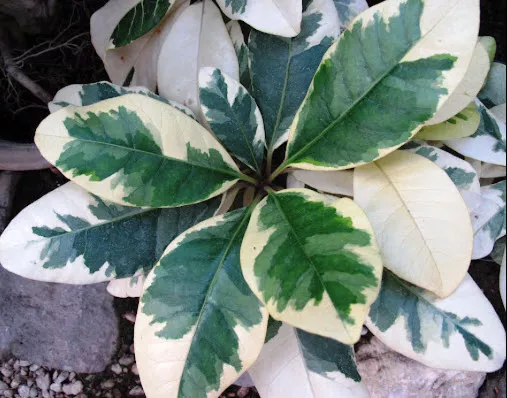 Пизония зонтичная d15 ХР 