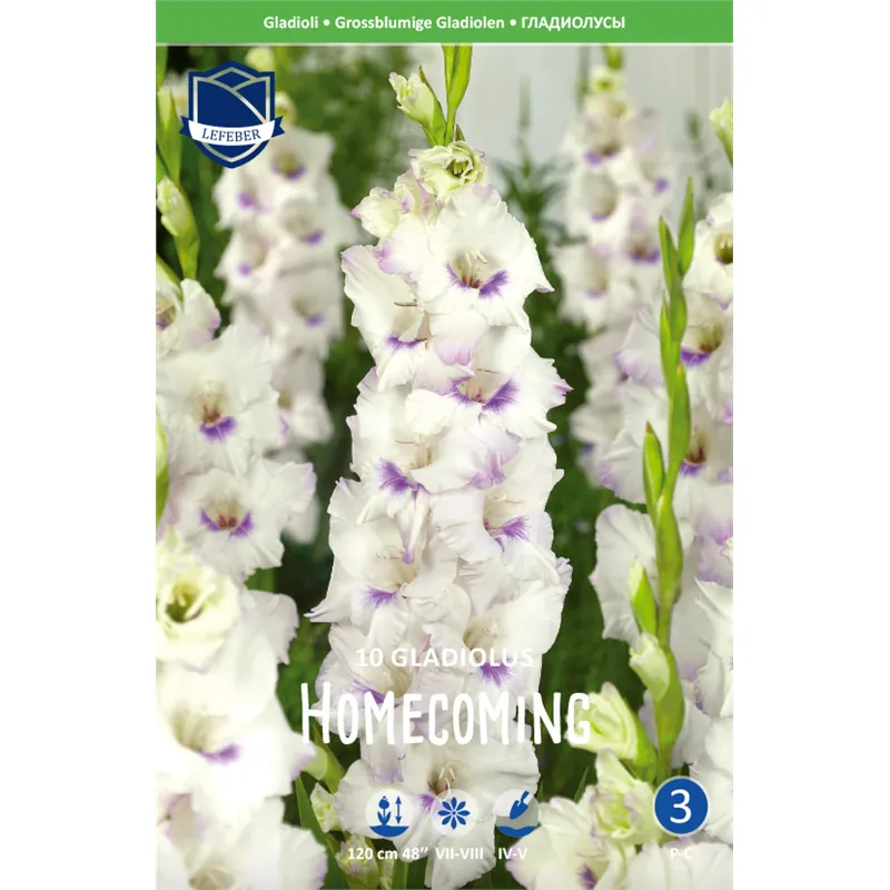 Луковица Гладиолус Хомекоминг 14/16 10шт 