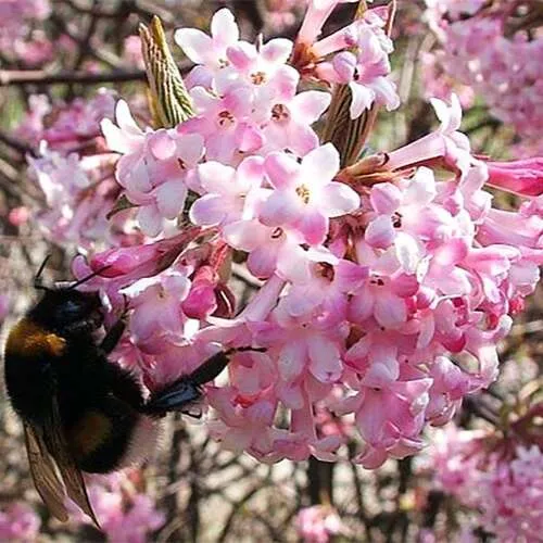 Калина боднантенская Даун v2 Lav 