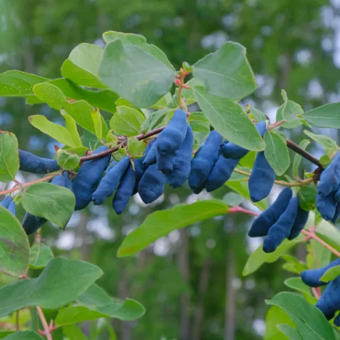 Жимолость съедобная Сибирячка v5 Tim 