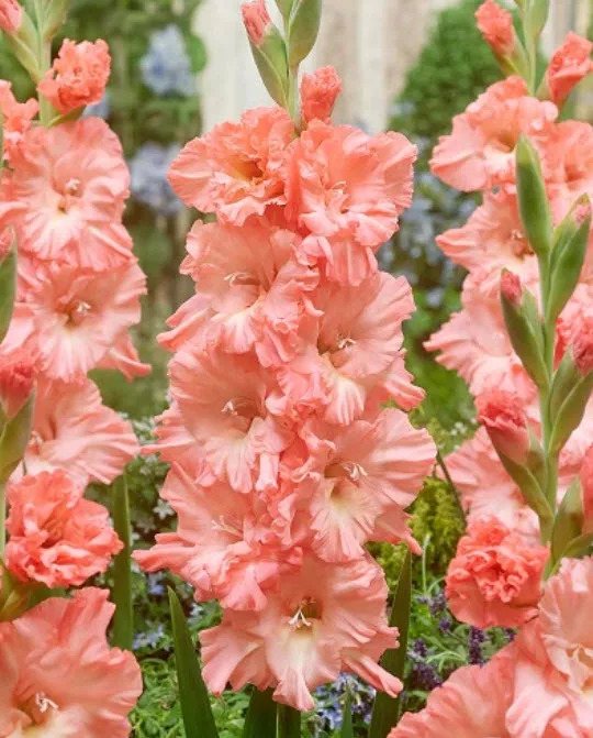 Луковица Гладиолус гофрированный Блашд Лук 10/12 10шт. Поиск 