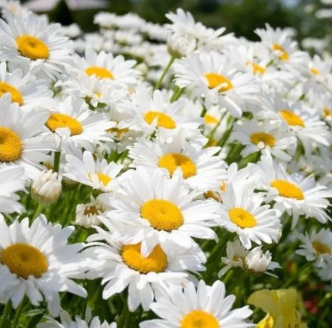 Ромашка садовая Леоконтентум d12 ЦВ 