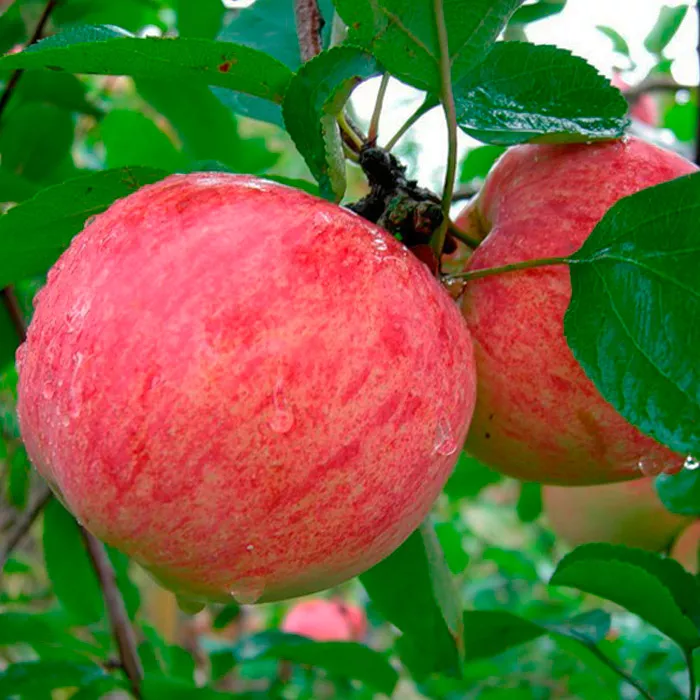 Яблоня Коричное новое v7 100-120 Tim 