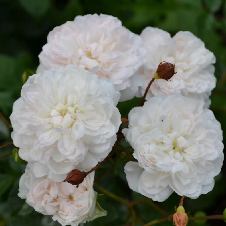 Роза почвопокровная Свани белый в коробке ЦО 