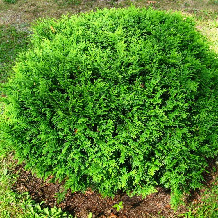 Туя западная Хозери v15 60-70 