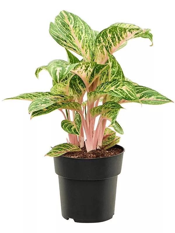 Аглаонема Коко Грин d19 h60 