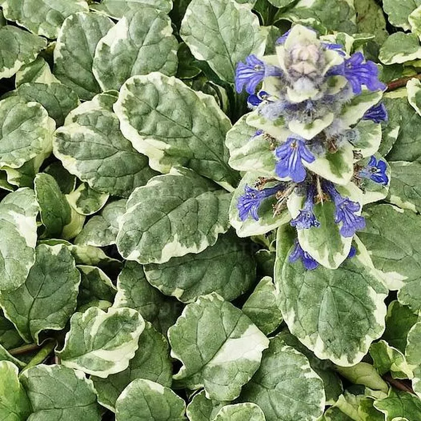 Живучка Вариегата v2 Tim 