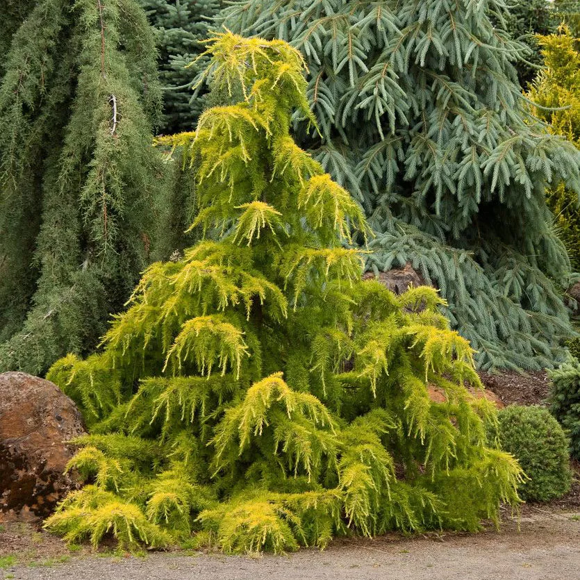 Кедр гималайский Голд Каскад 80-100 cm cont. 5,0L Mt 