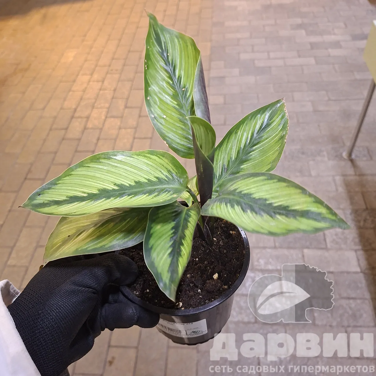 Калатея Бьюти стар д12 тим WM