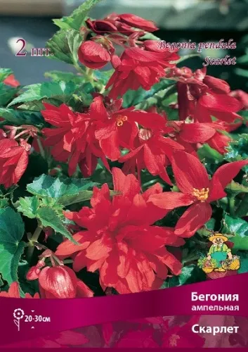 Клубень Бегония ампельная Скарлет 4/5 2шт Поиск 