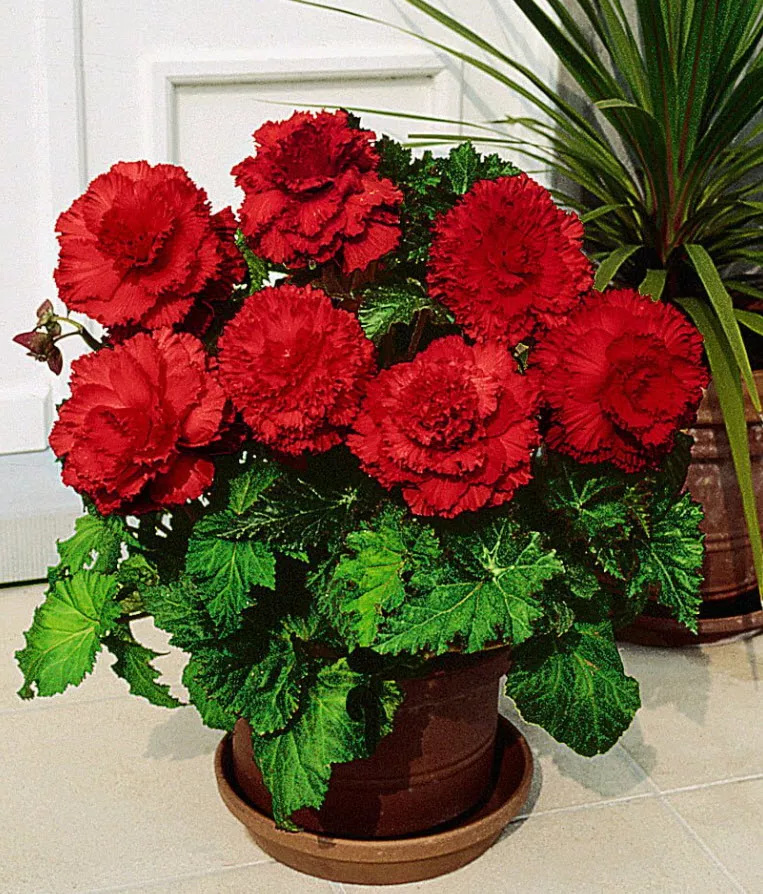 Клубень Бегония Фимбриата Дарк Ред , 2шт/уп 