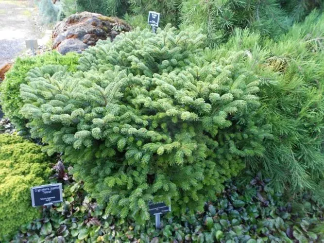 Пихта нордмана Манстерлэнд v7,5 25-30 