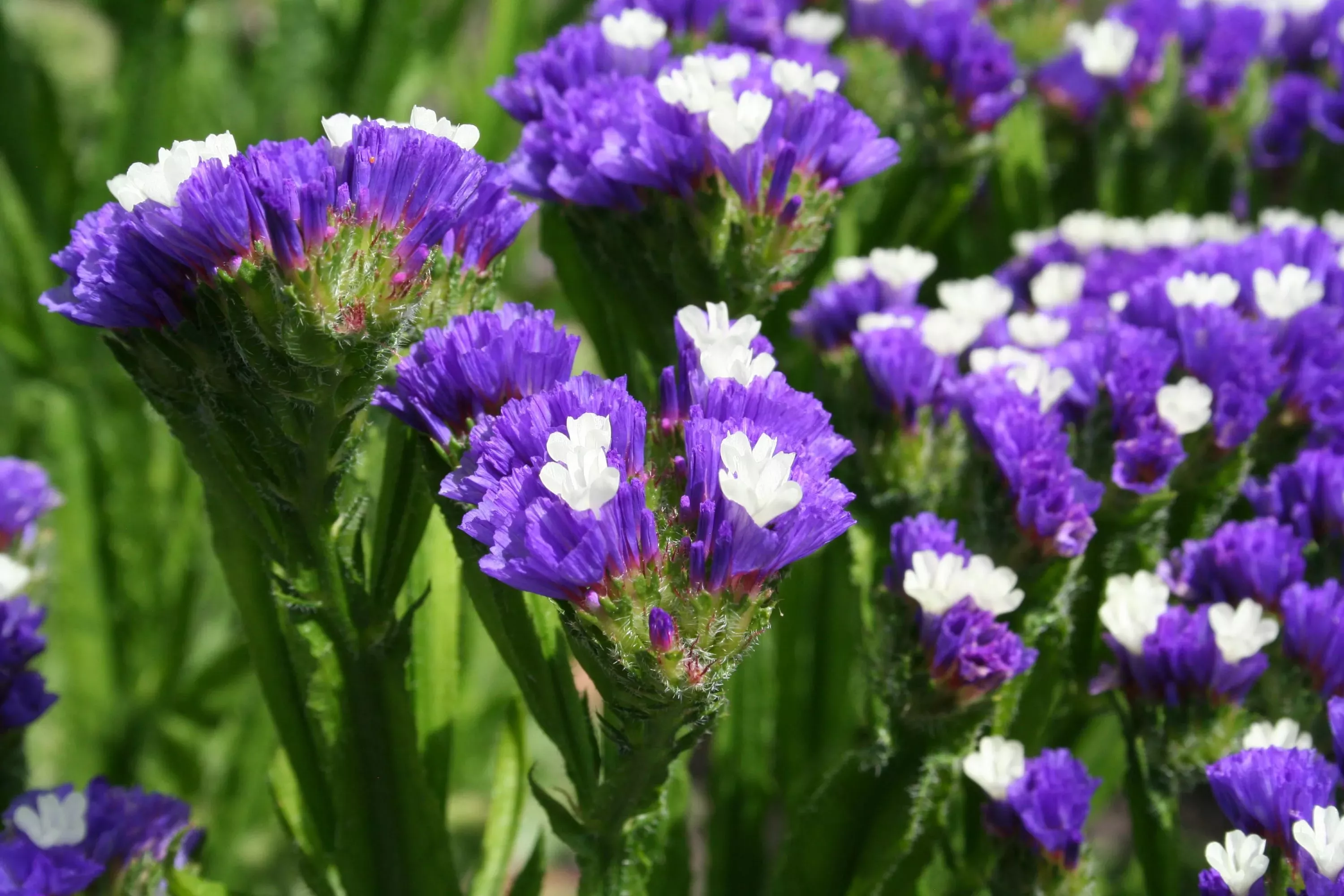 Бессмертник (статица) v2 Tim 