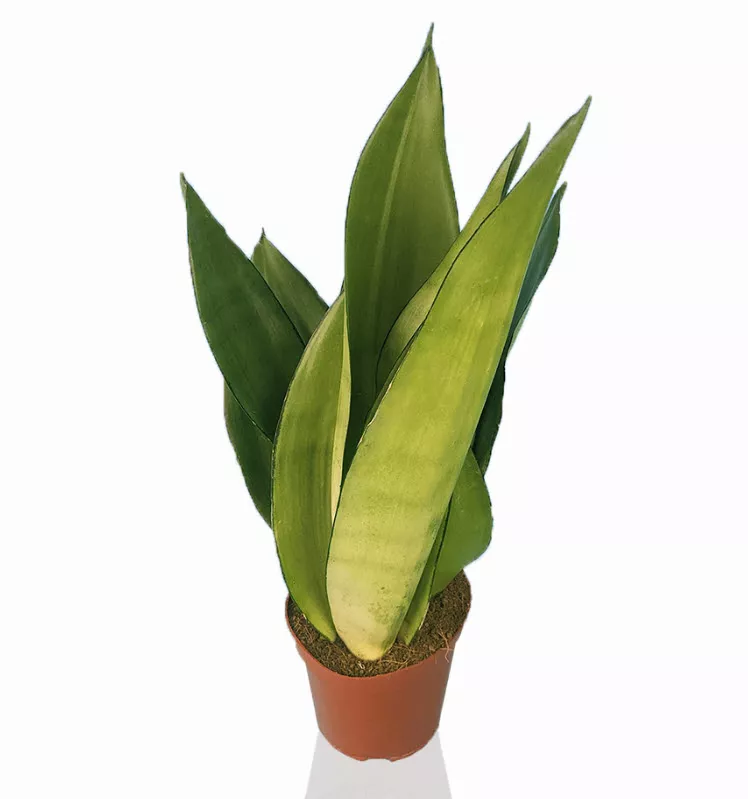 Сансевиерия Муншайн d11 h20 