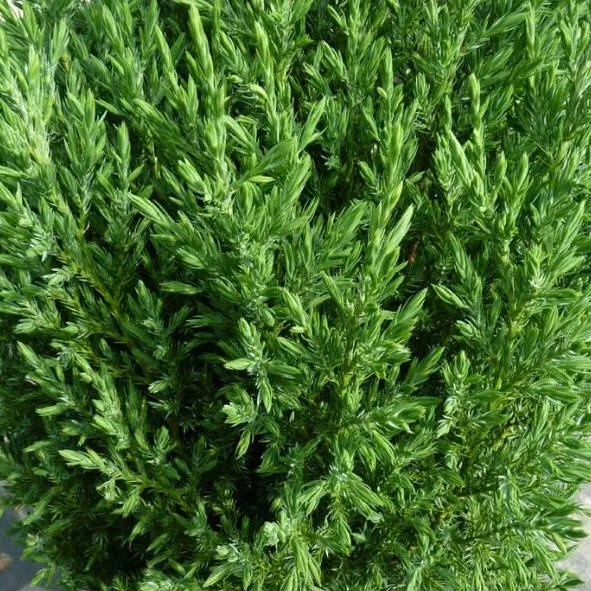 Растение можжевельник китайский Стрикта с39, 140-160см 