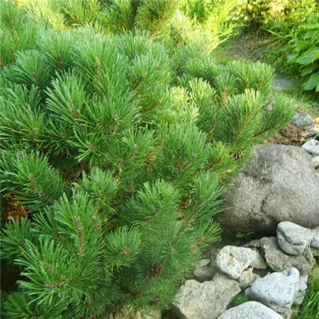 Сосна горная 50-60см 