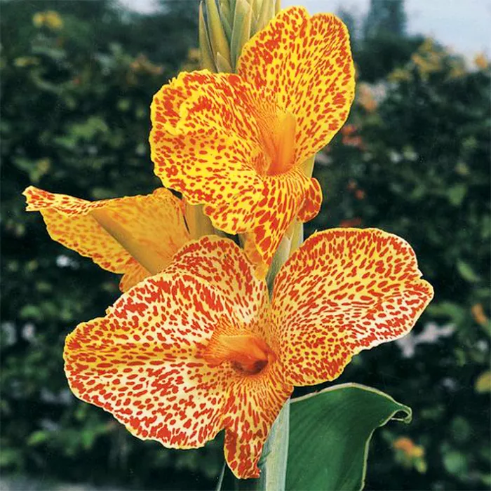 Основное изображение