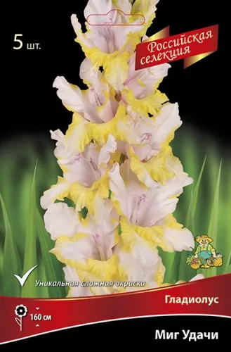 Луковица Гладиолус крупноцветковой Российская селекция Миг удачи 5шт Поиск 