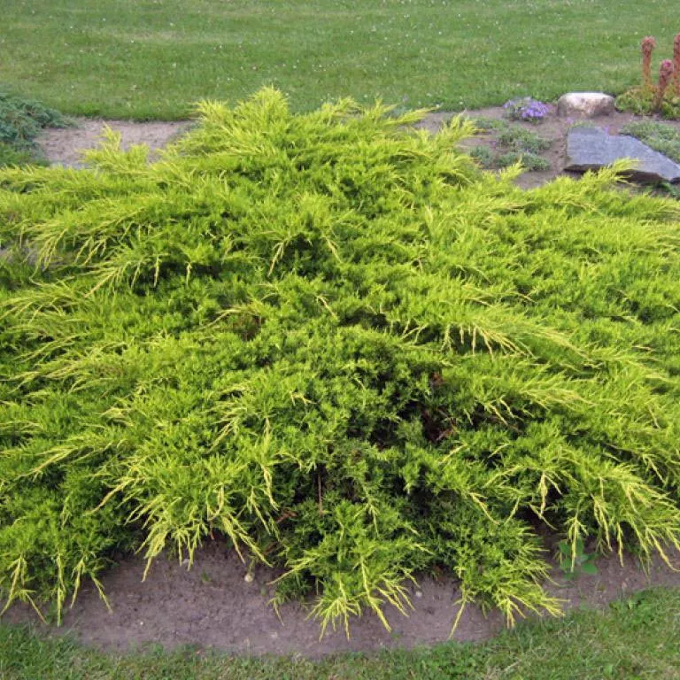 Растение можжевельник средний Пфитсериана 60-80см Lt2 