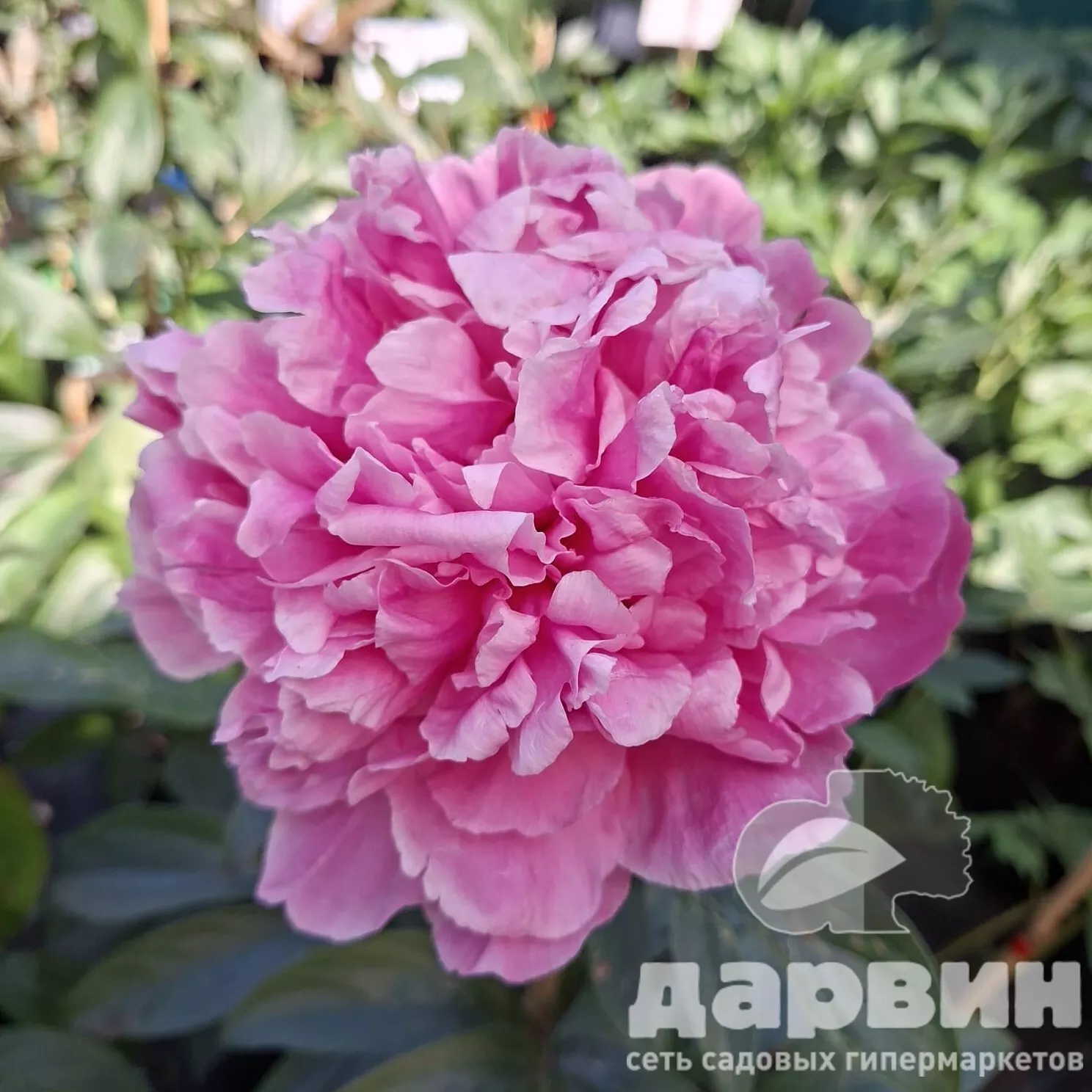 Пион Джакорма v5 Tim 