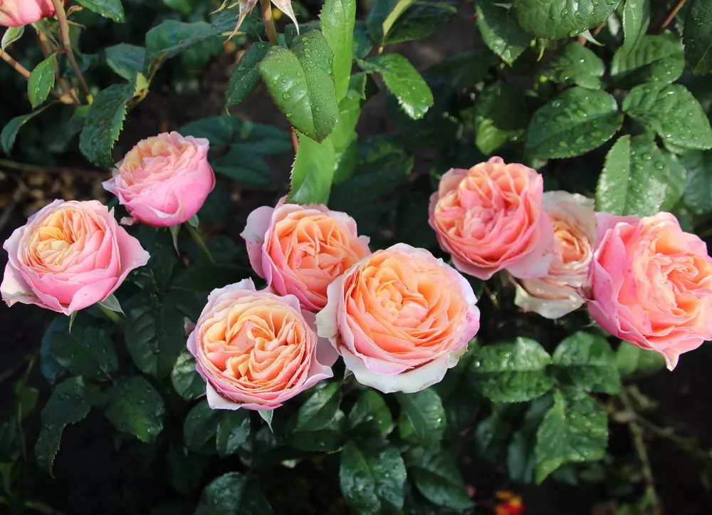 Роза Английская Эдит в коробке Биосфера 