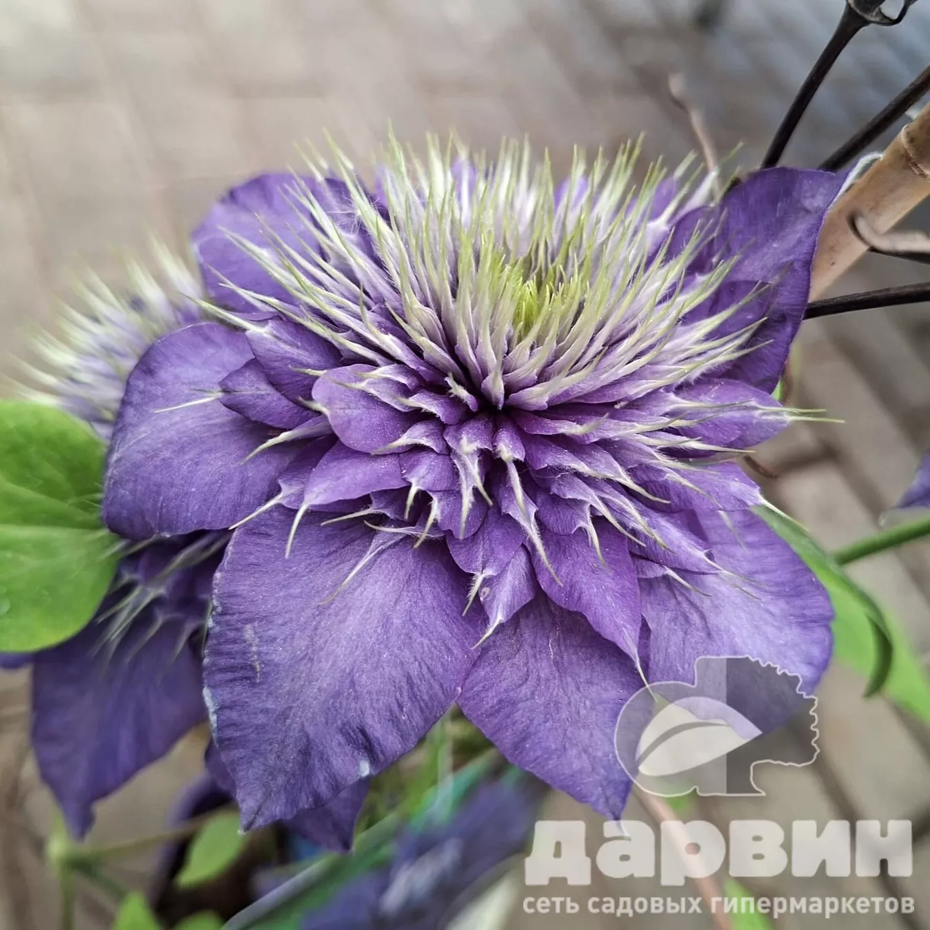 Клематис Мульти Блю v2 