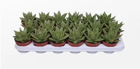 Эхеверия Липстик d5 h10 