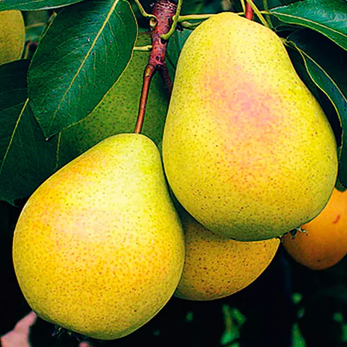 Груша Чижовская, 2-летка Gv 