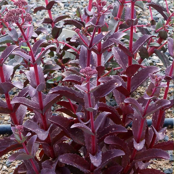 Седум Разберри Траффл d12 ХР 