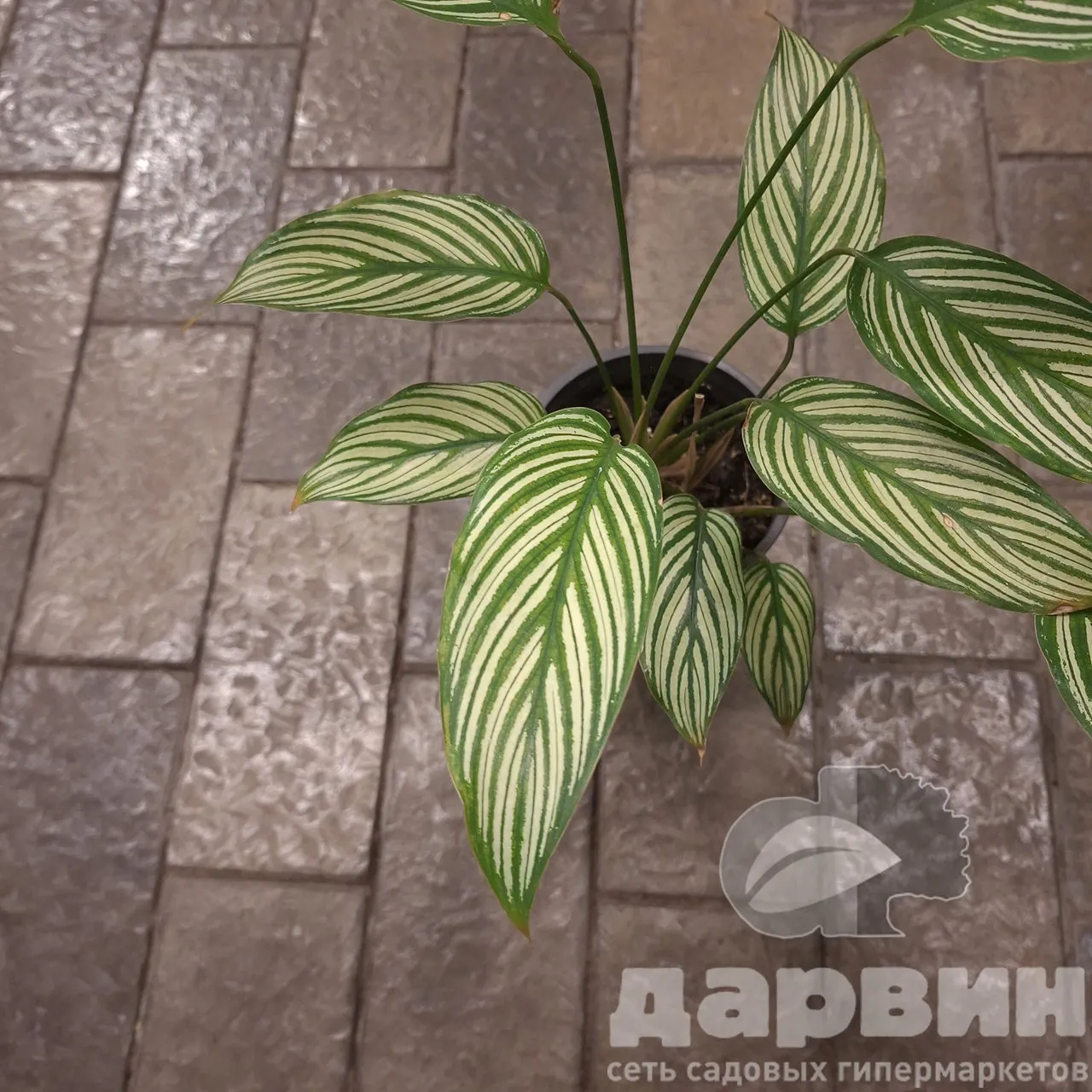 Калатея Витата d12 h35 