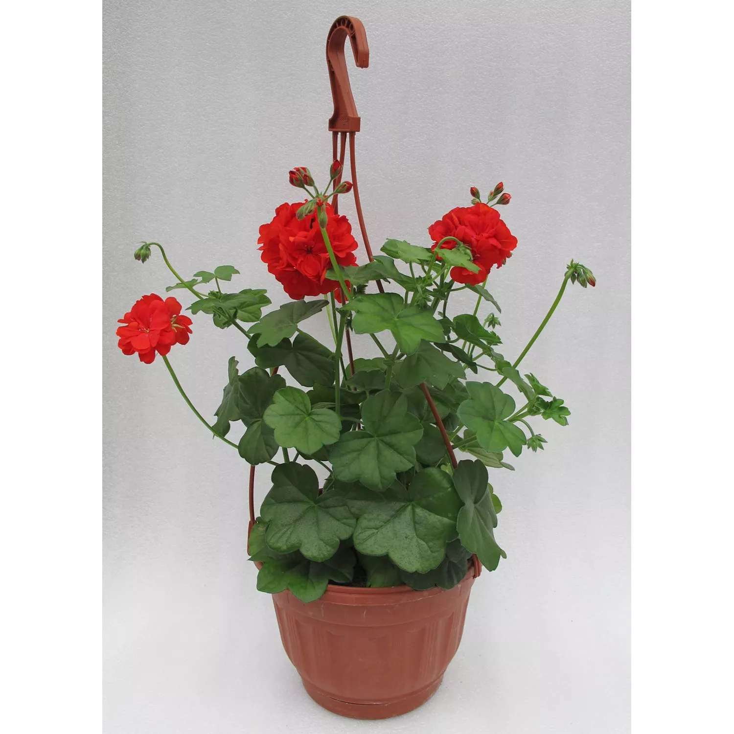 Герань в кашпо d25 bix 