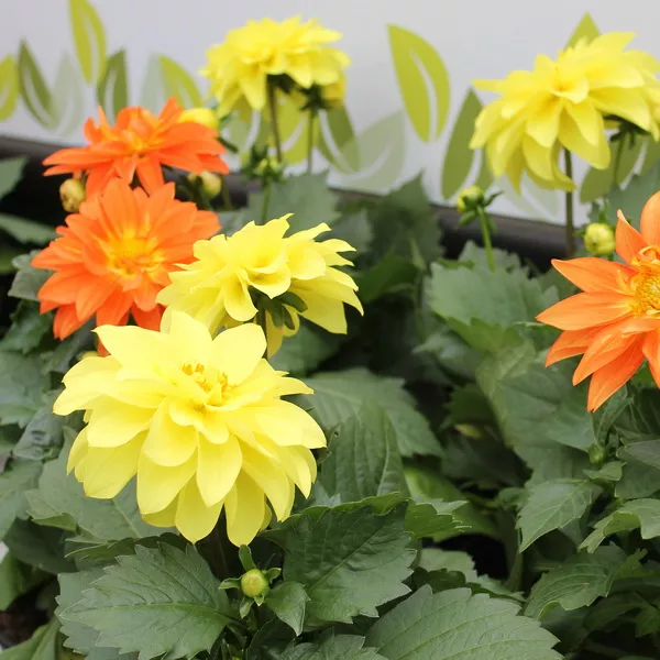 Георгин черенкованый d12-14 bix 