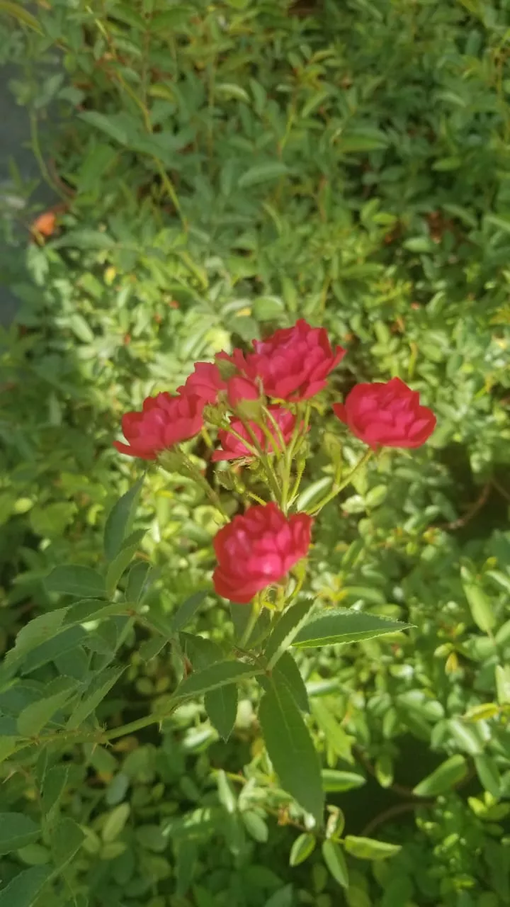 Роза почвопокровная Зе Фейри d12 Lav 