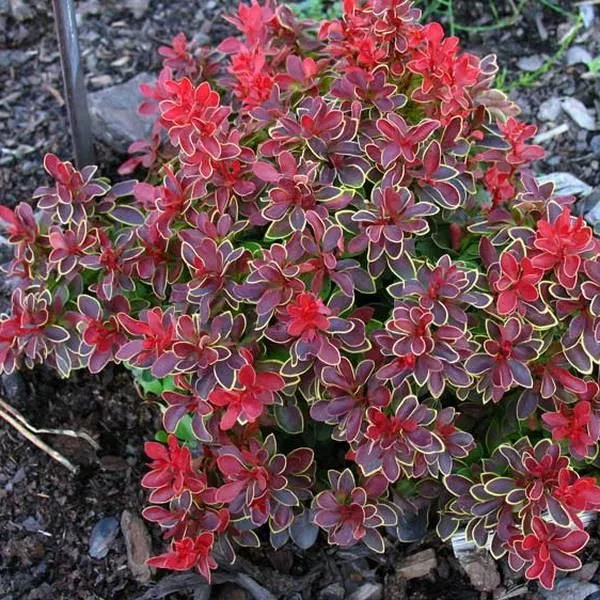 Барбарис тунберга Адмирейшион с2 Kur 