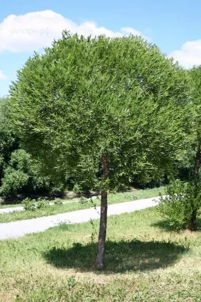 Ива Шаровидная C25 150-175 YP 