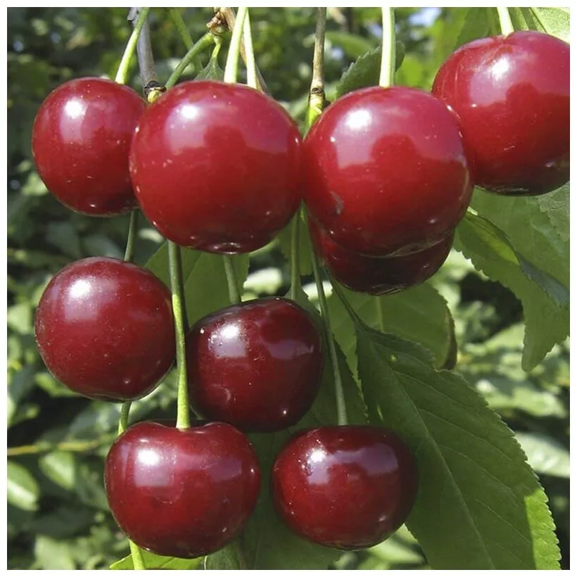 ОсновноеИзображение