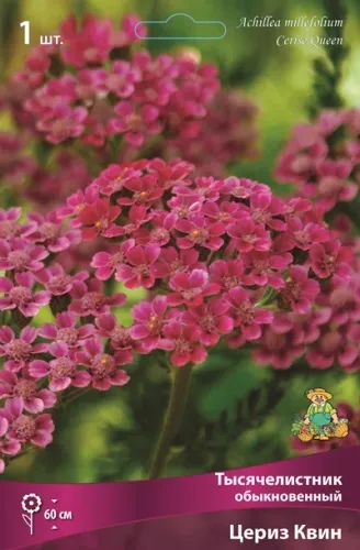 ОсновноеИзображение