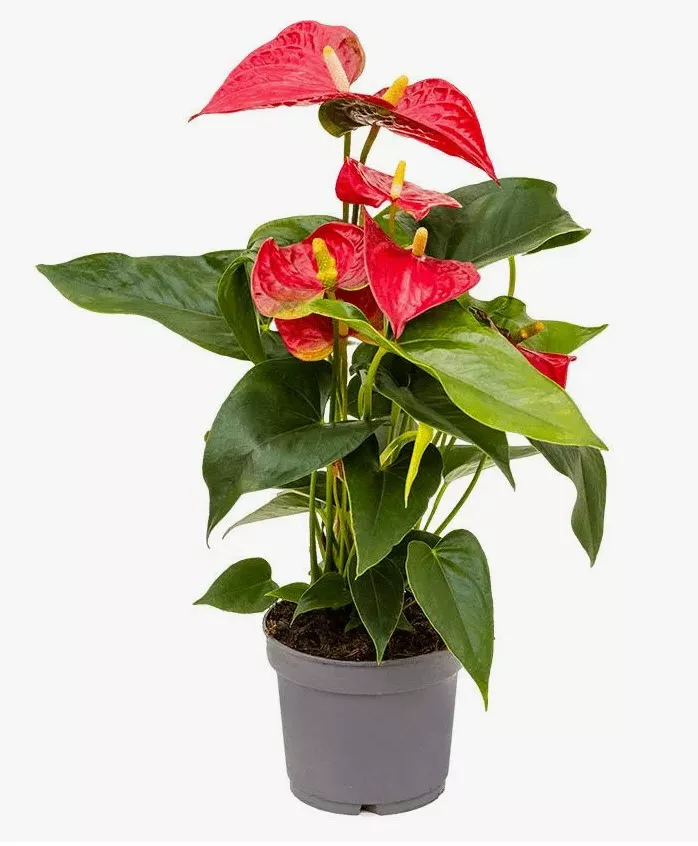 Антуриум d12 ЯР 