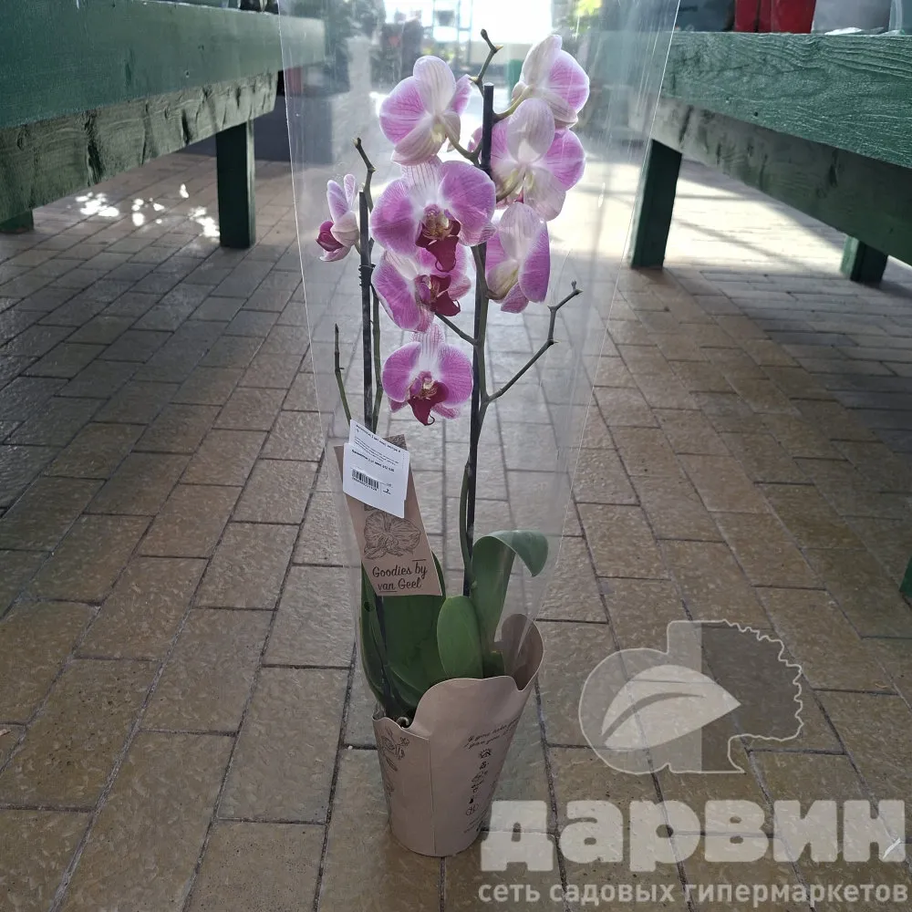 Фаленопсис 2 ст микс d12 h35 